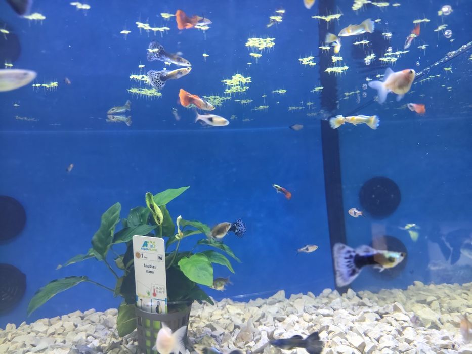 Guppys dumbo cauda vermelha /Metallica Yellow