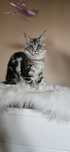 Gloria Hodowla Maine Coon CatsMyLove *PL