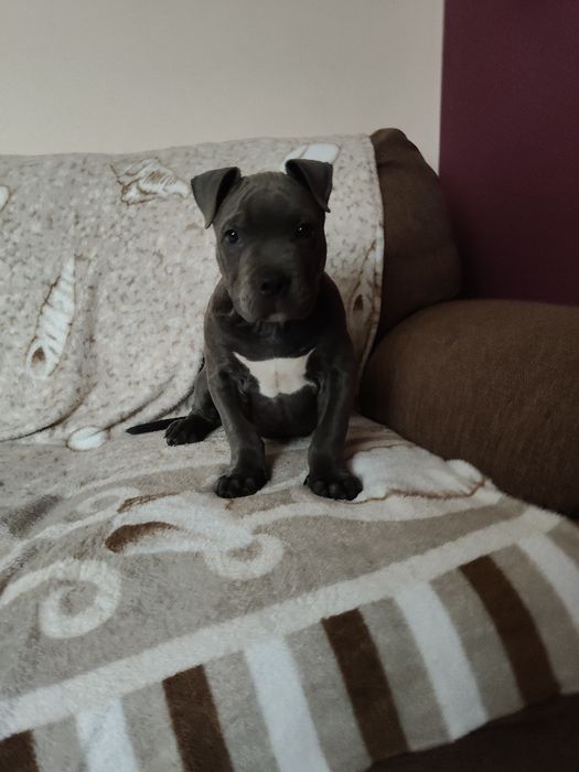 Amstaff American Staffordshire Terrier niebieski blue pies