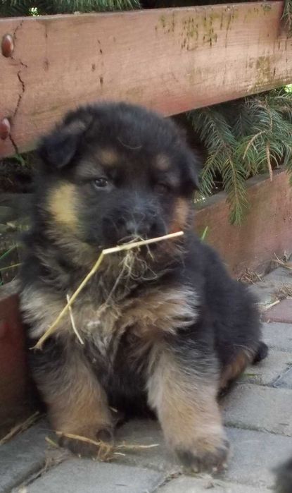 Цуценята з розплідника, Вівчарки