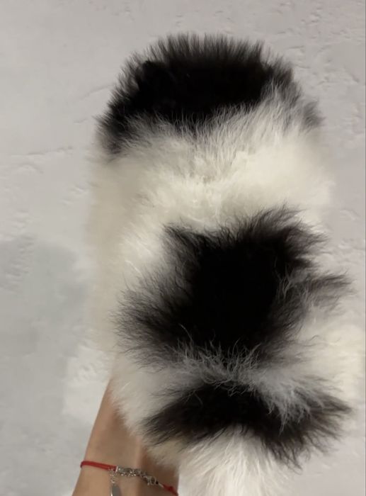 Szpic miniaturowy pomeranian xs mini chlopiec particolor bialo czarny