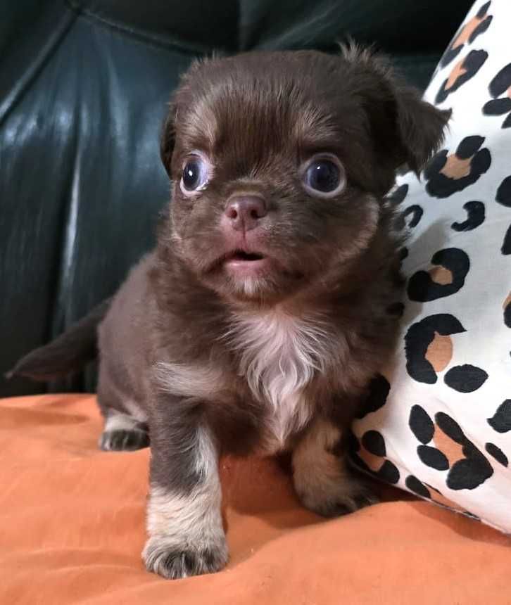 Chihuahua Fêmea, Cor chocolate afogueado. Pêlo comprido.