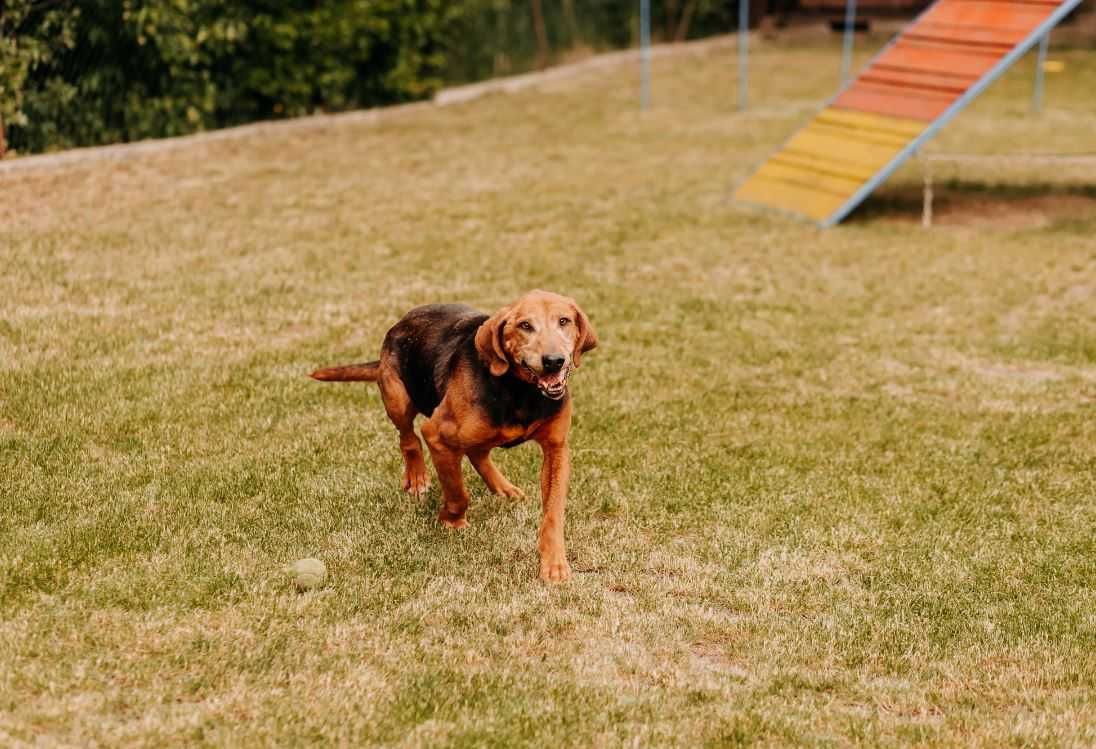 Ciekawska, aktywna sunia poleca się do adopcji!!!