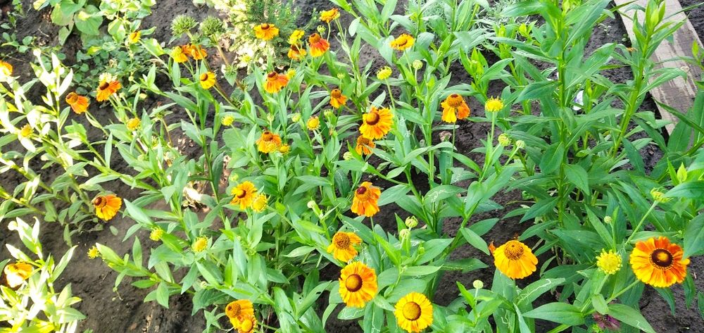 Гелениум летний многолетний, тамарикс