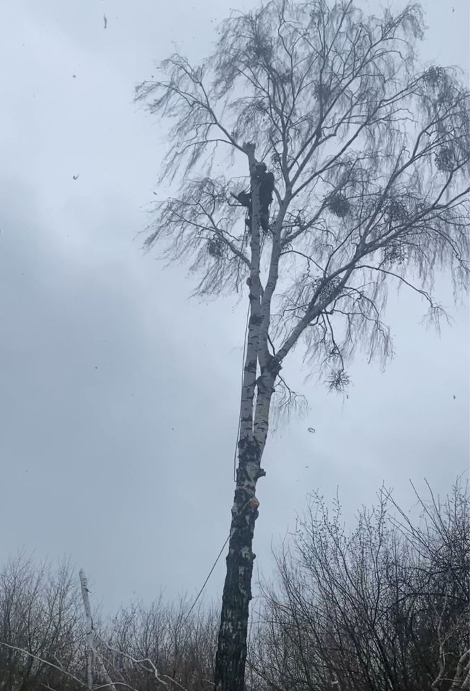 Професійне видалення дерев