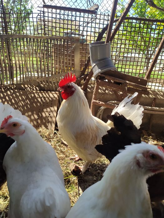 Петухи карликовых кур