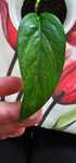 Epipremnum pinnatum ‘Mint