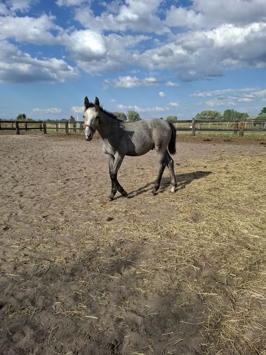 Sprzedam ogierka odsadka rasy sp