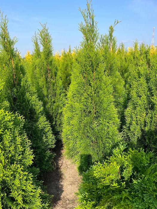 Świeża Szeroka Tuja Szmaragd 120-130 Produkujemy Dowozimy Sadzimy