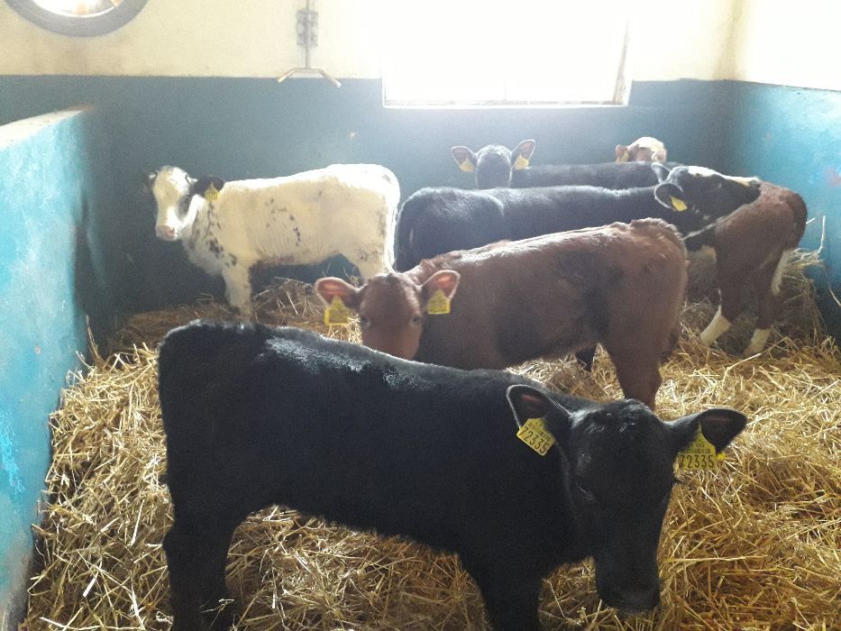 Cielęta, cielaki, byczki oraz jałówki mięsne, MM,MS,HF transport