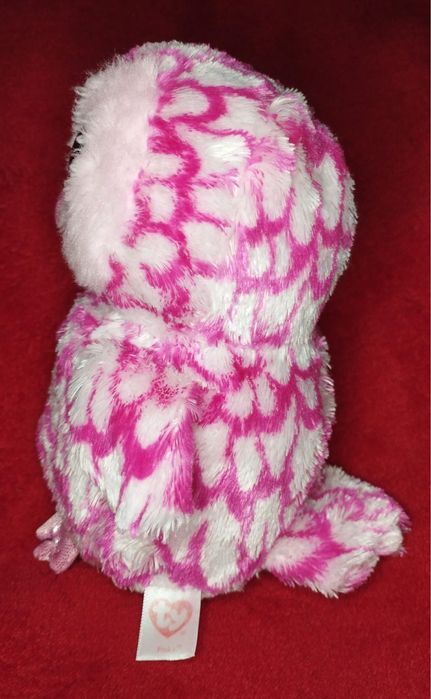 Mis sowa szuka nowego domu