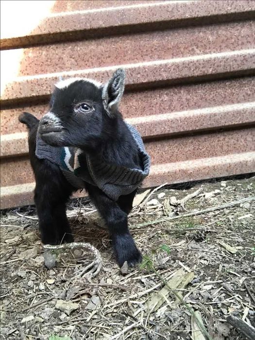 Cabras Anãs para adoção
