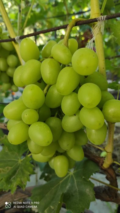 Черенки винограду