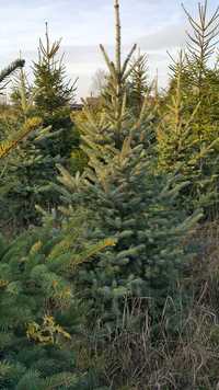 Choinki, srebrne i pospolite, plantacja