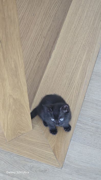 GATInhos para DOAR