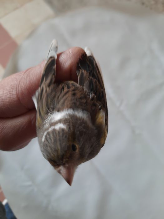 Canários novos 2025