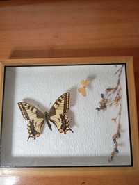 Бабочка Махаон в Коллекцию