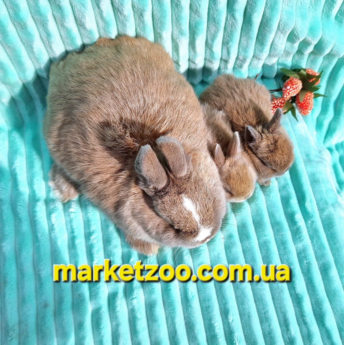 Малюки породи Netherland Dwarf Rabbit: кремовий мардер (самець) та кре