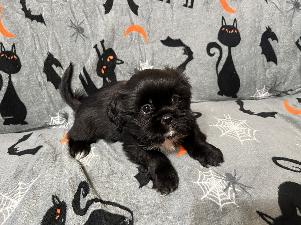 Shih tzu piesek
