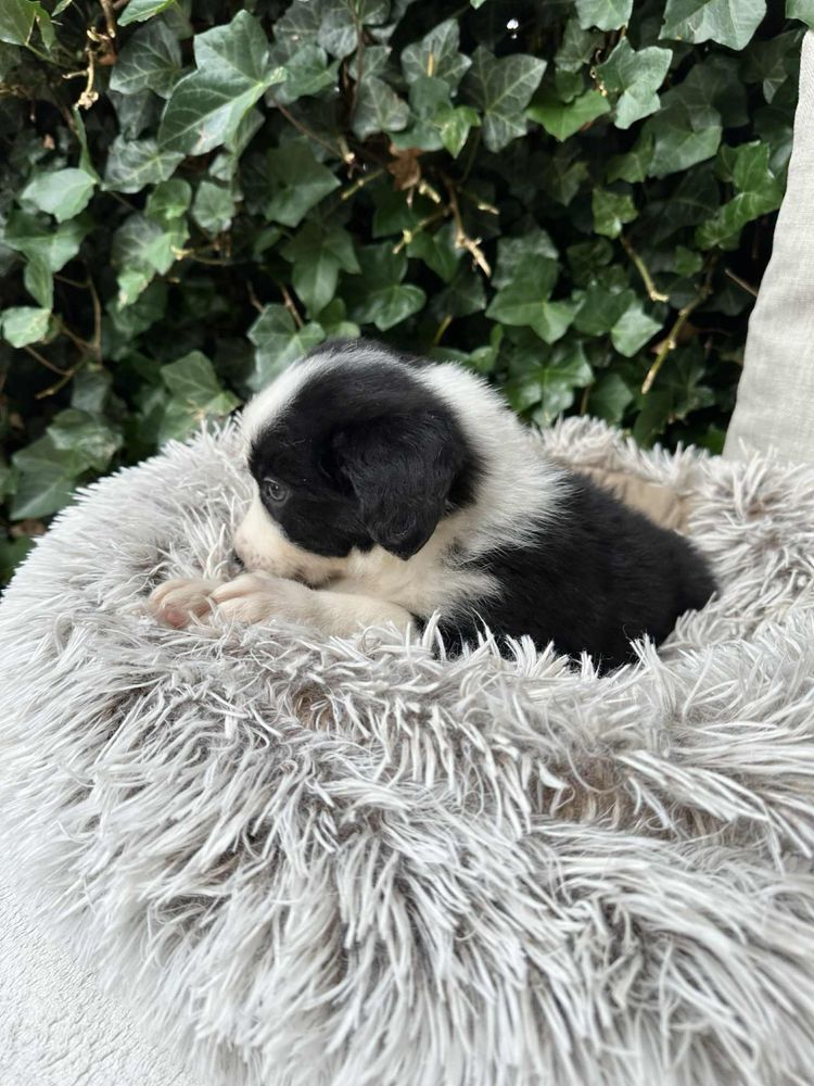 Chłopiec Border Collie