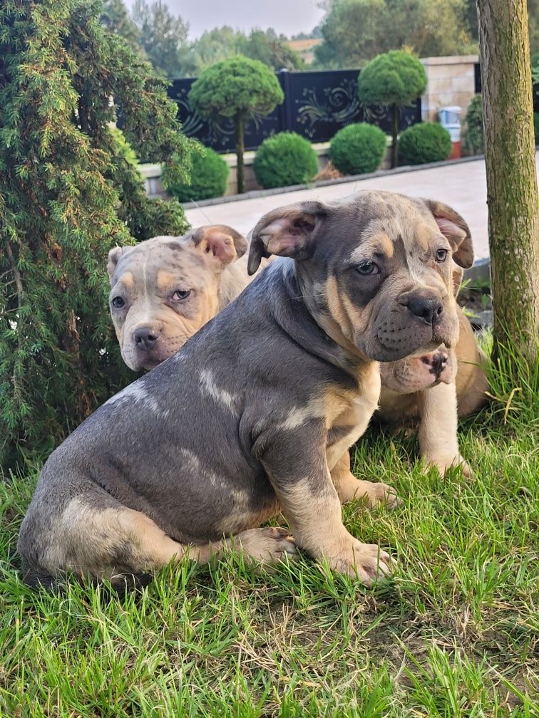 American bully suczka blu tricolor merle grubej kosci