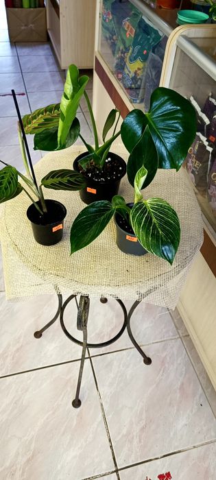 Набір кімнатних квітів Маранта,Монстера,філодендрон Біркін
