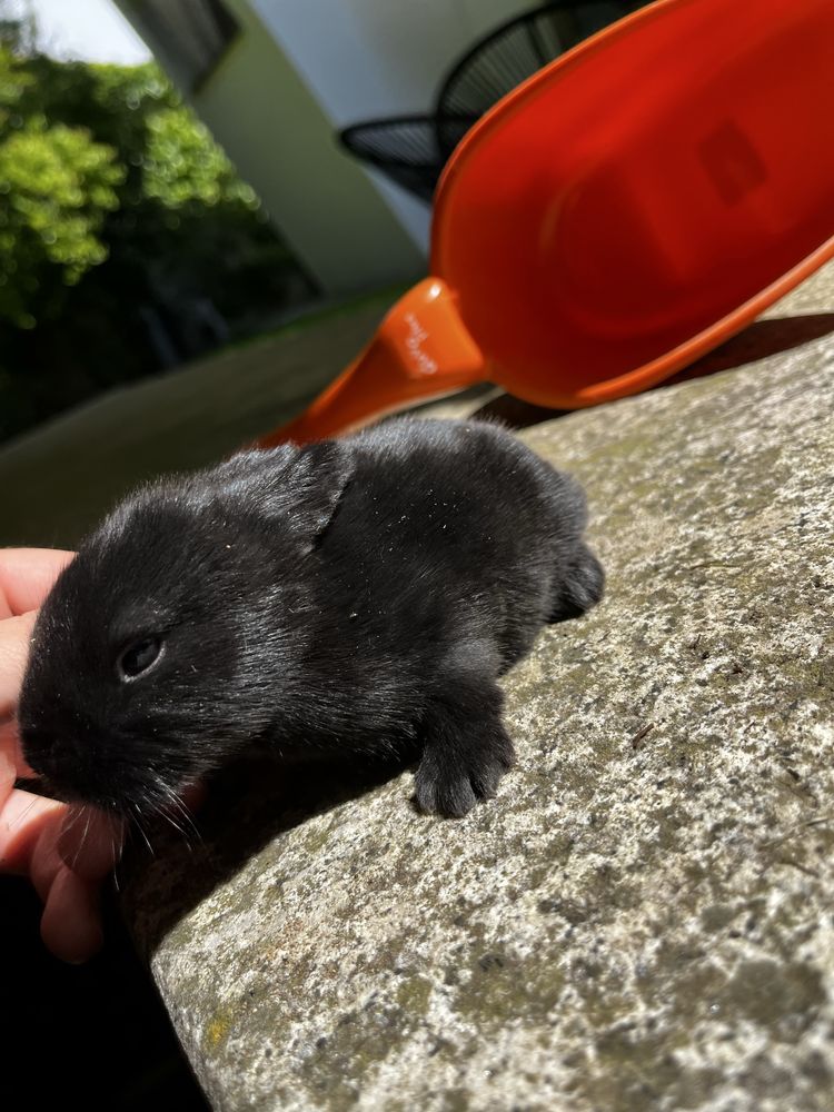 Criador coelhos MiniLop (orelhudos)