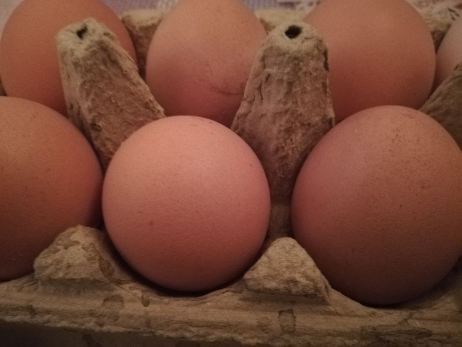 Jajka swojskie świeże