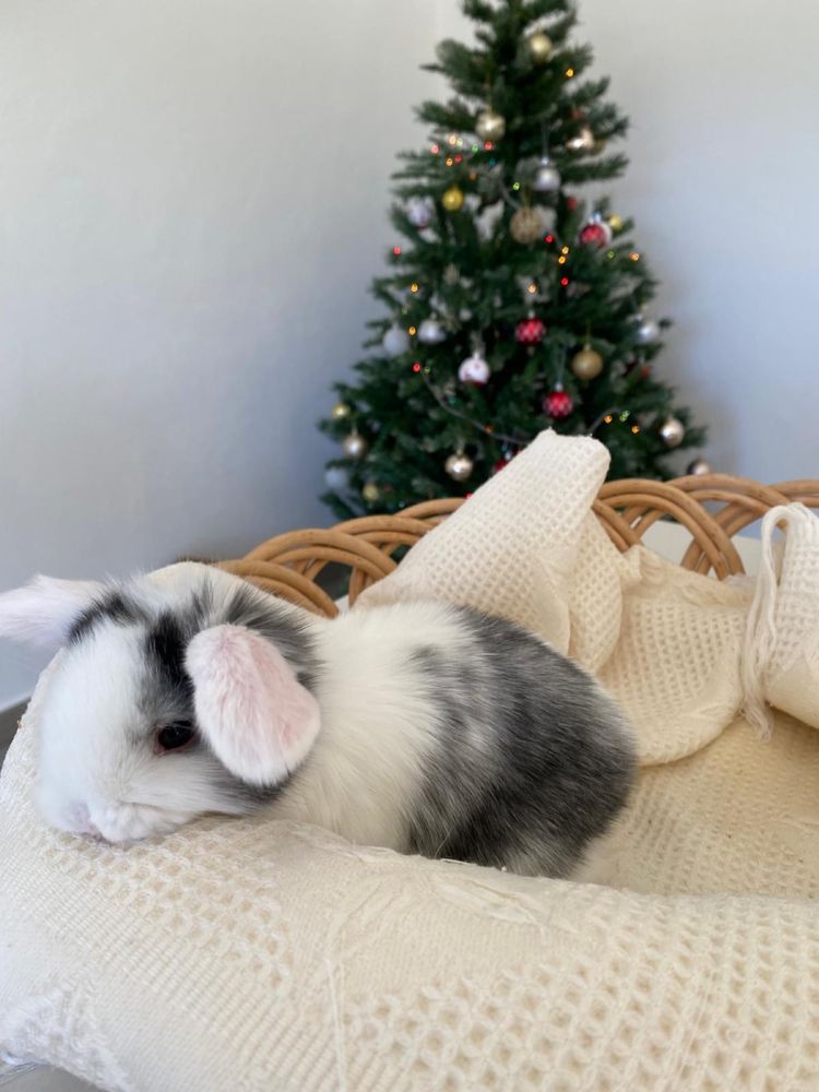 Coelhinhos anões mini lop (orelhudos)