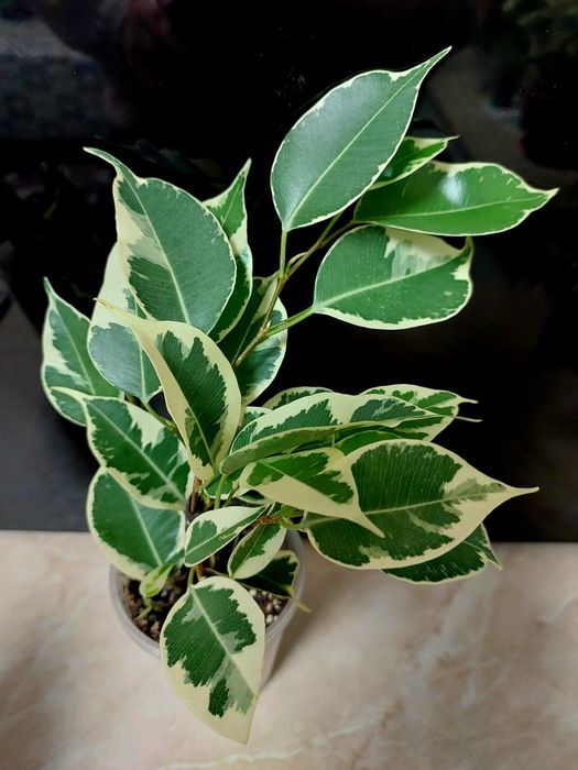 Бенджаміна Твілайт Сансевієрія Ханні Пагода варієгатна Традисканція