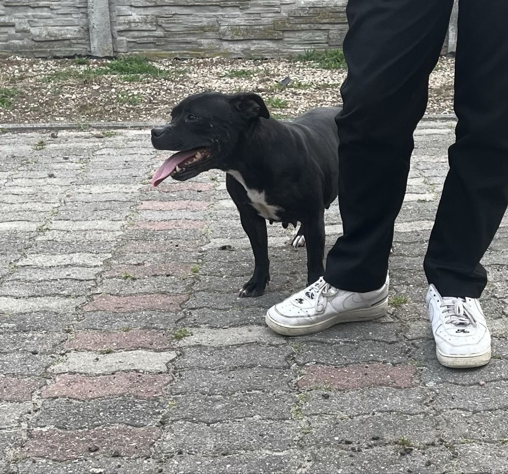 Staffordshire Bull Terrier- Staffik