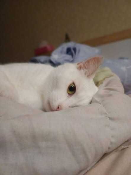 Кому пухнасту блондинку ?