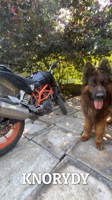 Ktm duke 390.-.Gas Gas Yamaha Honda Suzuki Kawasaki