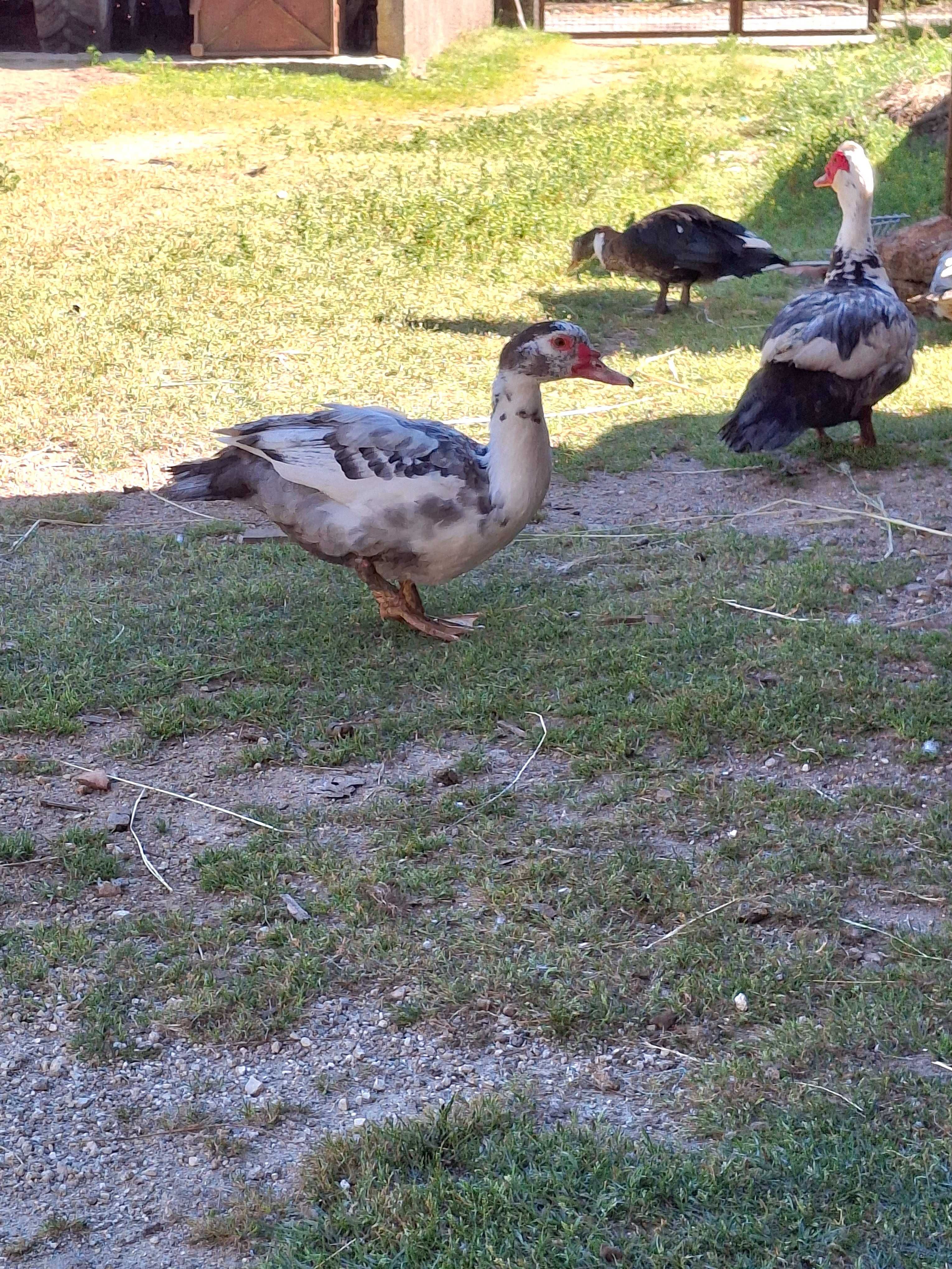 Patos mudos criados ao ar livre