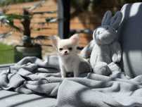 Mini laleczka Chihuahua długowłosa ZKwP FCI