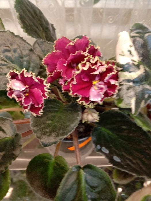 Фиалки разно цветущие