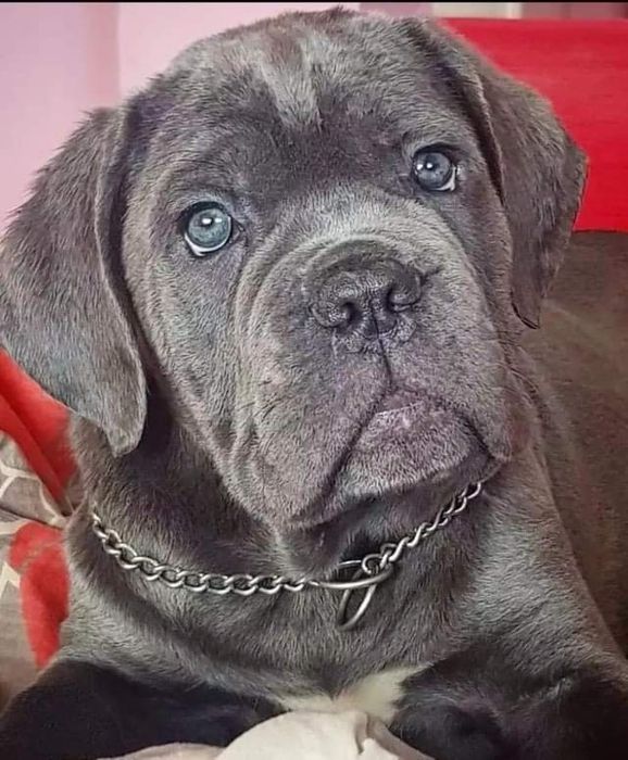 Серая серьезная Кане Корсо