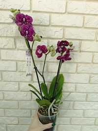 Орхидея "Дикий кот" на 3 цветоноса