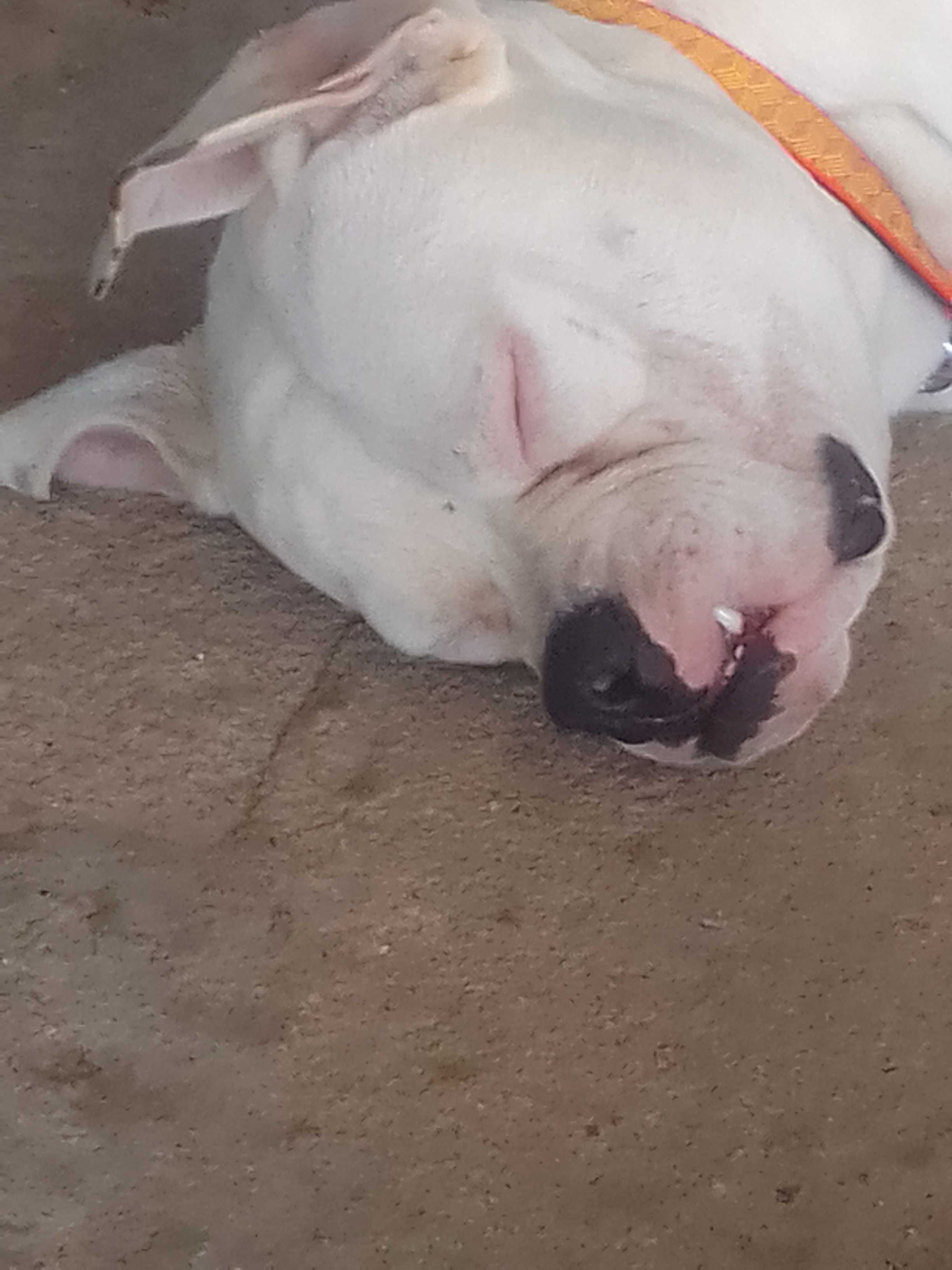 Bulldog  disponível para montas / ninhadas