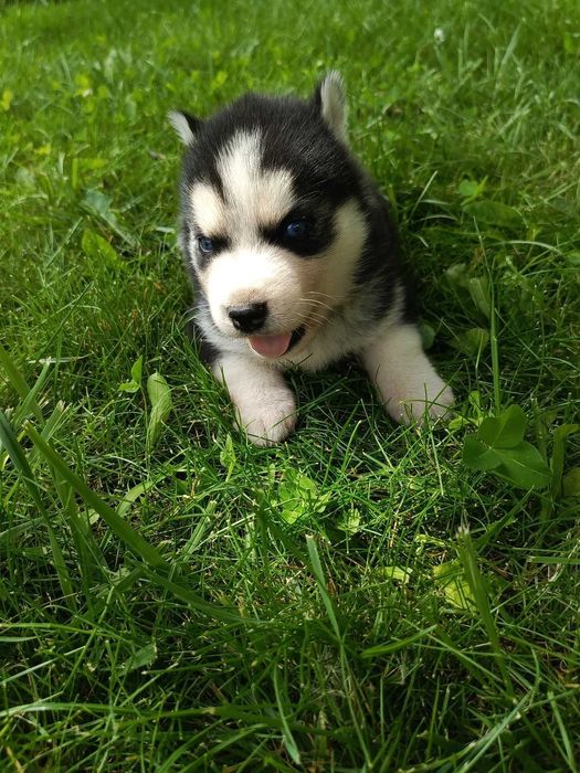 Выставочные щенки сибирской хаски готовы к переезду в новую семью!