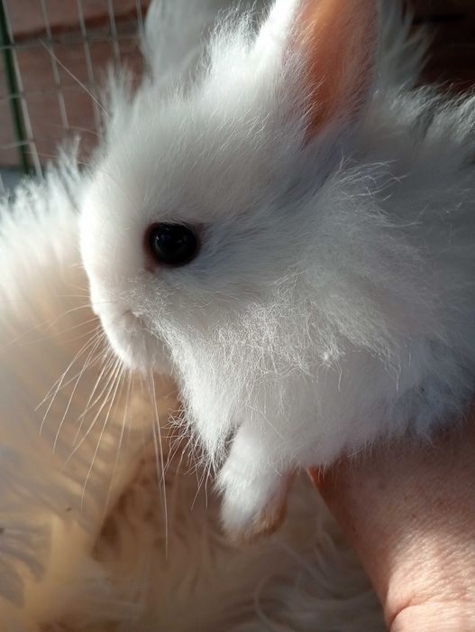 Królik króliczek miniaturka karzełek Hodowla zarejestrowana