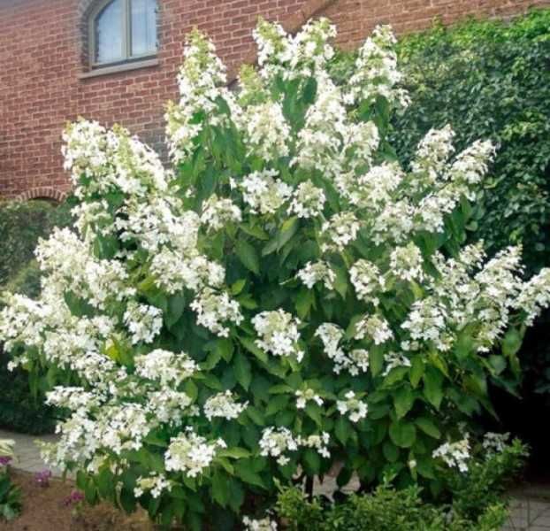 HORTENSJA BUKIETOWA LEVANA - sadzonki w doniczkach