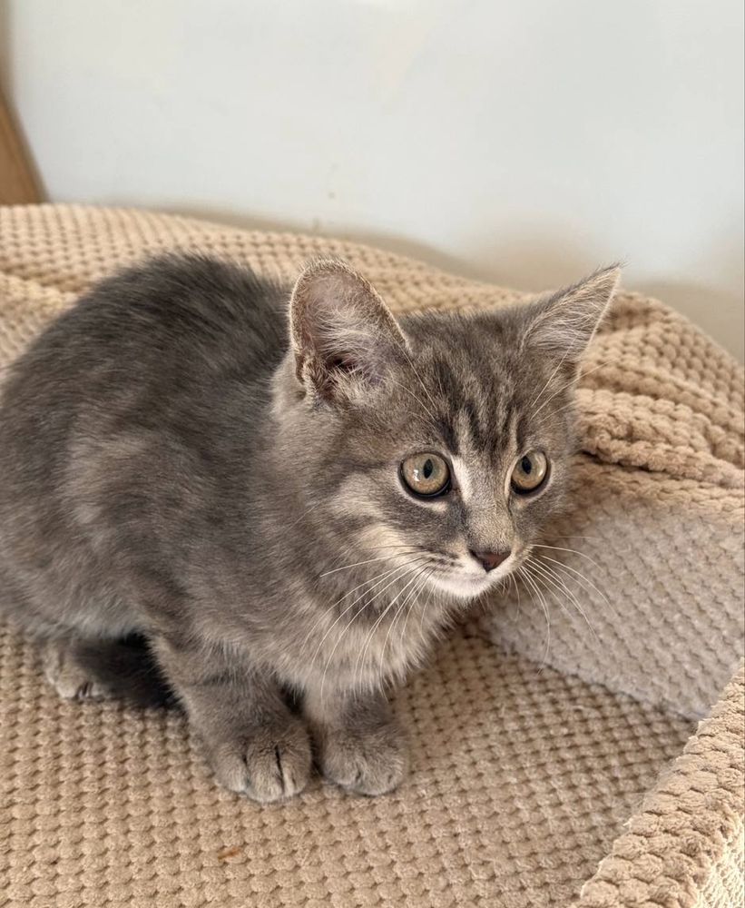 Кошеня котик 3 міс