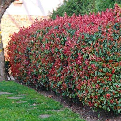 Fotínia "Red Robin" (Photinia) 60/80 cm