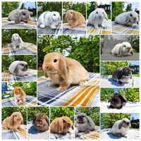 Mini lop rasowy metryka legalna hodowla królik miniaturka baranek