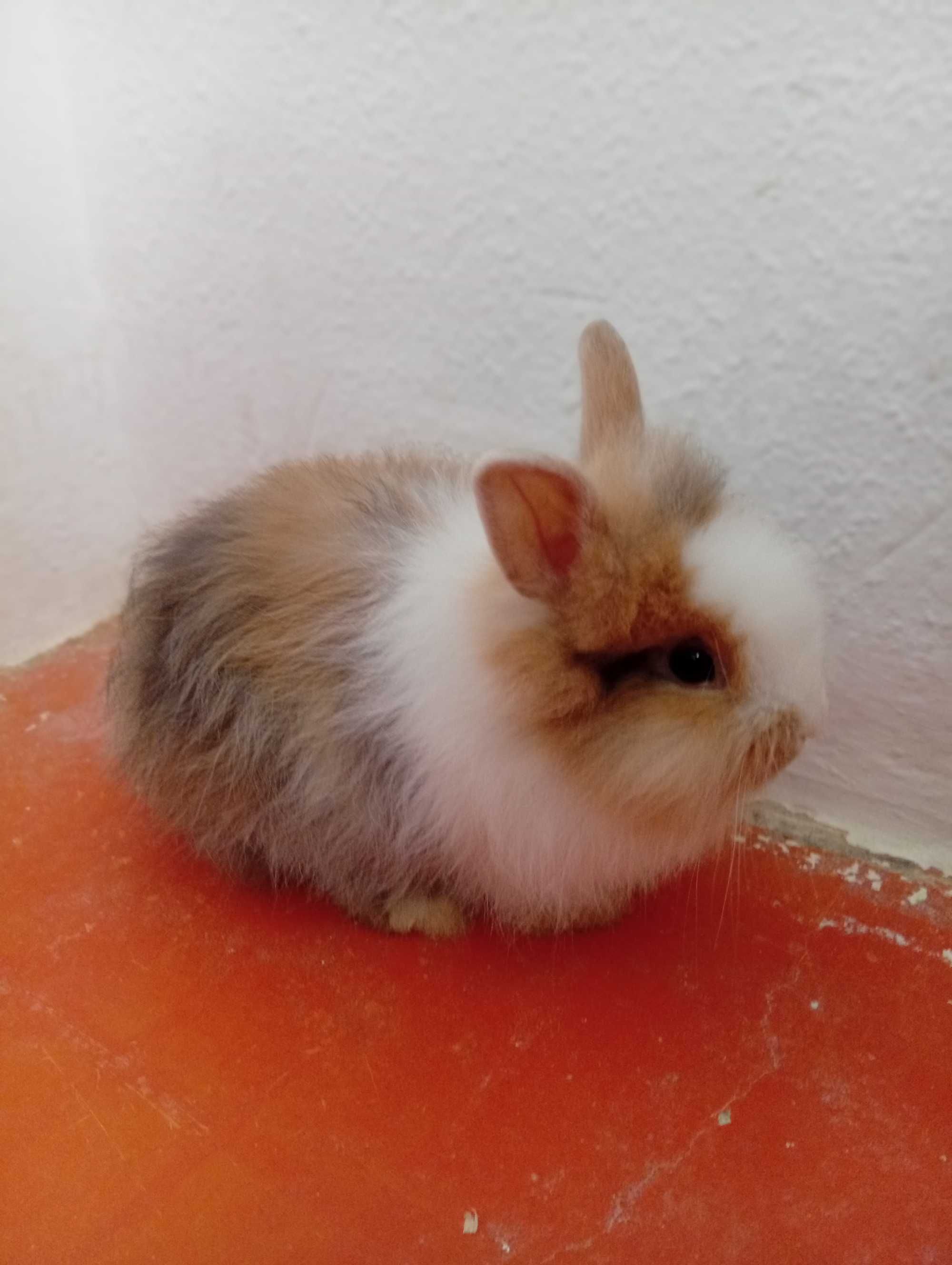 Descubra a Magia dos Coelhos Anões!