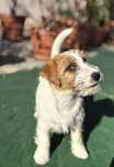 Suczka Jack Russell Terrier ZKwP