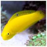 Halichores chrysus Ryba . Akwarium morskie