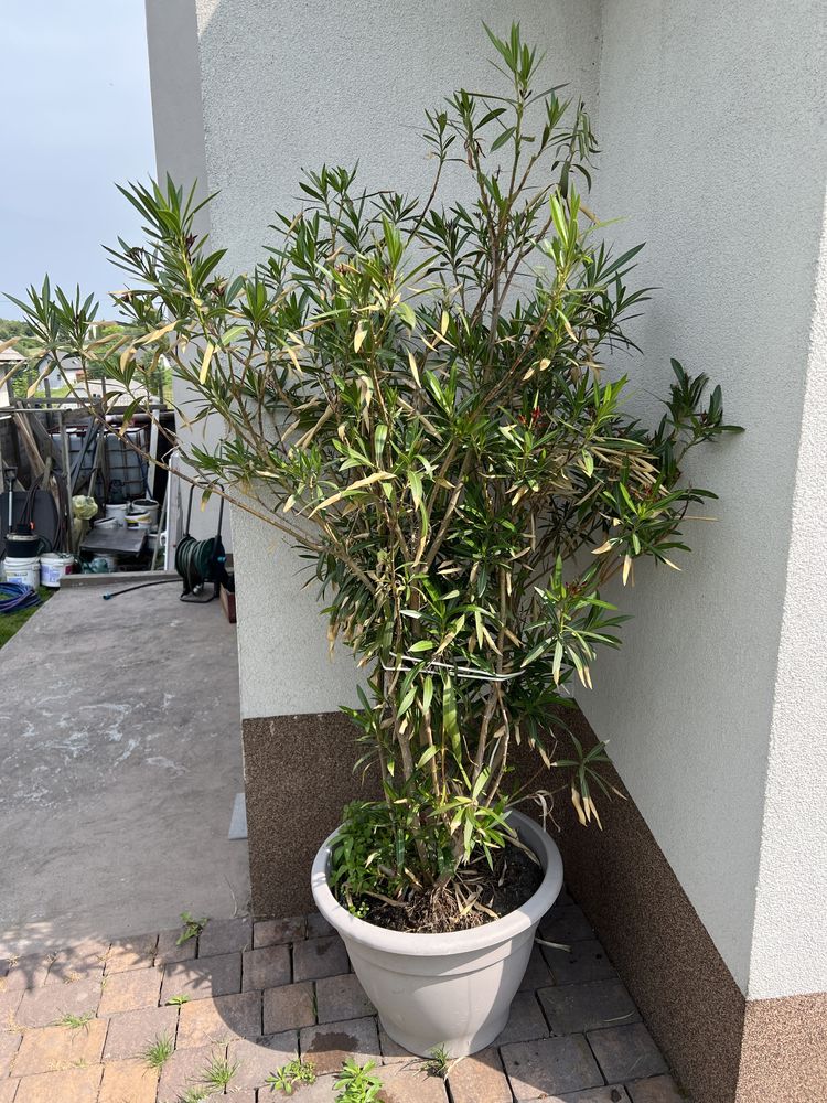 Sprzedam duzego oleandra, oleander