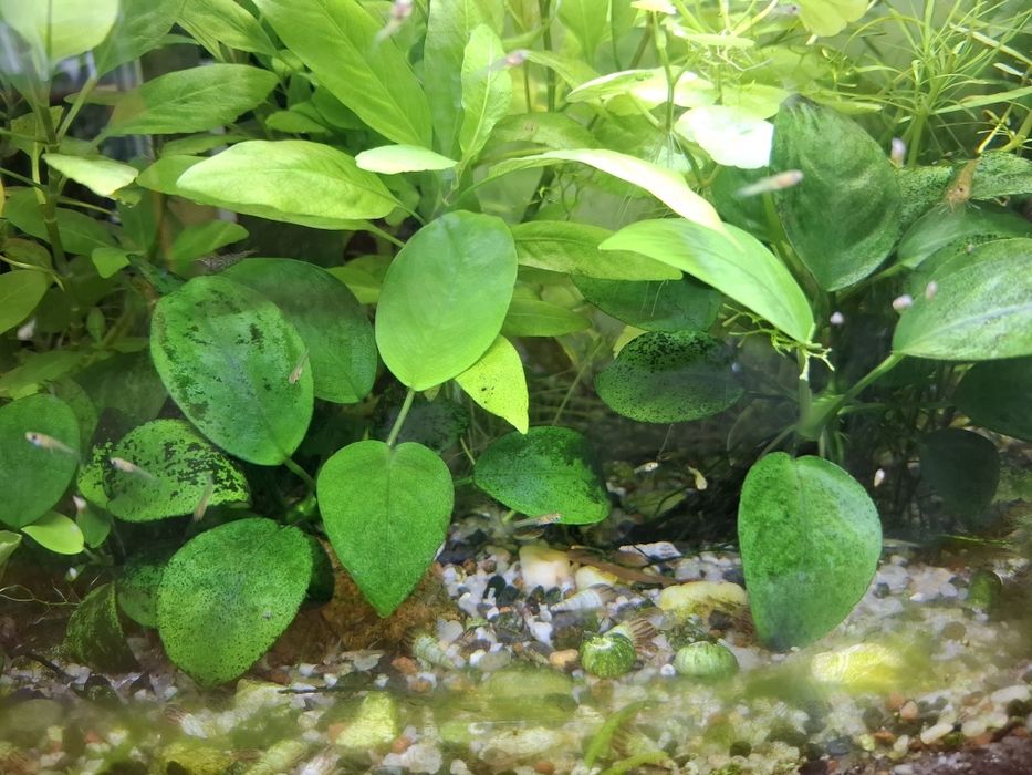Anubias Barteri Nana